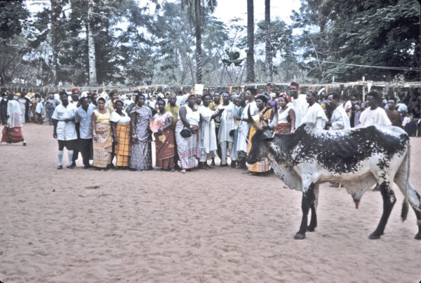 NCNC Women present funerary cow, March 1961